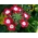 La verbena del jardín - flores rojas con un punto blanco; verbena de jardin - 120 semillas - Verbena x hybrida