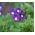Vervein taman, verbena - biru dengan tempat putih - 120 biji - Verbena x hybrida - benih
