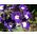 Садовая вербена, вербена - синяя с белым пятном - 120 семян - Verbena x hybrida - семена