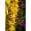 Hedychium Gardnerianum, джинджифил с диван, лилав скилидка, джинджифилова лилия - луковица / грудка