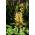 Hedychium Gardnerianum ، Couch Ginger ، Clove Garland-lily ، الزنجبيل Lily - بصيلة / درنة / جذر