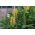Hedychium Gardnerianum, джинджифил с диван, лилав скилидка, джинджифилова лилия - луковица / грудка
