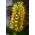 Hedychium Gardnerianum, Couch Ginger, klinček Gland-lily, zázvorová ľalia - cibuľka / hľuza / koreň