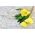 Kuning Kuning berangin primrose, Ozark sundrop, Missouri petang primrose - 6 biji - Oenothera missouriensis - benih