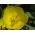 Dzeltens Bigfruit vakara primrose, Ozark saulriets, Missouri vakara primrose - 6 sēklas - Oenothera missouriensis