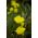 黄色Bigfruit月见草，欧扎克sundrop，密苏里晚樱草 -  6种子 - Oenothera missouriensis - 種子