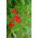 Црвена јутарња слава, Редстар - 38 семена - Ipomea pennata