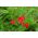 Червона ранкова слава, Redstar - 38 насіння - Ipomea pennata