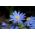 Anemone blanda Nuanțe albastre - 8 bulbi