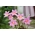 Zephyranthes Rosea, Cuban zephyrlily, Rosy Rain Lily - 10 bulbs