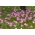 Zephyranthes Rosea, zephyrlily Cuba, Rosy Rain Lily - 10 bebawang - Zephyrantes rosea
