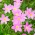 Zephyranthes Rosea，古巴zephyrlily，玫瑰色雨百合 -  10个洋葱 - Zephyrantes rosea