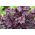 Heuchera diversifolia - Purple Palace