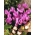 콜리 쿰 바이올렛 퀸 - 가을 초원 사프란 바이올렛 퀸 - 알뿌리 / 덩이 식물 / 뿌리 - Colchicum