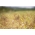 Almindelig hirse - gul - 1 kg - Panicum miliaceum - frø