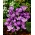 Rekor Bunga Crocus - 10 lampu - Crocus Flower Record