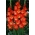 Gladiolsläktet Nikita - XXL - paket med 5 stycken - Gladiolus