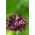 Aglio decorativo - Atropurpureum - pacchetto di 5 pezzi - Allium Atropurpureum