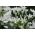 Allium cowanii, Allium neapolitanum, Neapolitanischer Lauch - 20 Zwiebeln