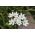 Allium cowanii, Allium neapolitanum, Neapolitanischer Lauch - 20 Zwiebeln