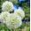 Allium White Giant - цибулина / бульба / корінь