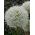 Allium White Giant