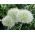 Allium White Giant - củ / củ / rễ
