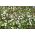 Oosterse anemoon - White Splendour - pakket van 8 stuks - Anemone blanda