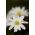 Anemone blanda White Splendor - 8 củ