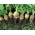 Rutabaga "Nadmorska" - 100g - Brassica napus L. var. Napobrassica - semena