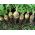 Rutabaga, Švéd, Neep "Seaside" - 3500 semien - Brassica napus L. var. Napobrassica - semená