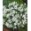 Chionodoxa Luciliae Alba - sláva sněhu Luciliae Alba - 10 květinové cibule