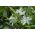 Stor vårstjärna - Alba - paket med 10 stycken - Chionodoxa luciliae