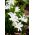 Chionodoxa Luciliae Alba - sláva sněhu Luciliae Alba - 10 květinové cibule