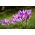 콜리 쿰 바이올렛 퀸 - 가을 초원 사프란 바이올렛 퀸 - 알뿌리 / 덩이 식물 / 뿌리 - Colchicum