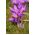 Colchicum Violet Queen - Autumn Meadow Saffron Violet Queen - bebawang / umbi / akar