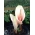 Amorphophallus bulbifer, Voodoo Lily - cibule / hlíza / kořen