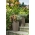 "फ़िनज़ा" एक लम्बाई के साथ चौकोर लंबा पौधा - 25 सेमी - रतन डार्क बेज - 