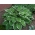 Hosta, Plantain Lily Carol - βολβός / κόνδυλος / ρίζα