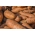 Morcovul sălbatic "Krystyna" - 150 g - 127500 de semințe -  Daucus Carota 