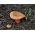 사프란 우유 캡 - 균사체; 붉은 소나무 버섯 - Lactarius deliciosus
