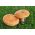 Șapcă de lapte șofran - miceliu; roșu ciupercă de pin - Lactarius deliciosus
