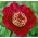 芍药，牡丹日本美容 - 洋葱/块茎/根 - Paeonia