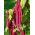 Amaranth“Kalejdoskop Barw” - 多种颜色的品种 -  700种子 - Amaranthus sp. - 種子