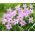Ipheion Charlotte Bishop - Bintang musim semi Charlotte Bishop - 10 lampu - Ipheion uniflorum