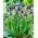 Muscari Comosum - انگور Hyacinth Comosum - 5 لامپ