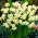 Narcissus Minnow - Narzisse Minnow - 5 Zwiebeln