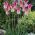 Tulpansläktet Florosa - paket med 5 stycken - Tulipa Florosa