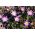 شقائق النعمان - 8 لمبات - Anemone blanda