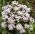 Allium Cameleon - 5 bulbs